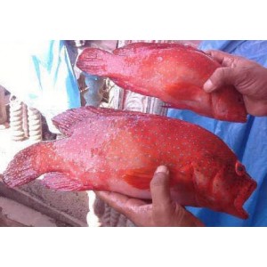 Red Spotted Grouper (DongXingBan)